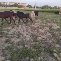 10000|حیوانات مزرعه|شوشتر, |دیوار