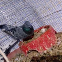 کبوتر کله سیاه یجفت|پرنده|بندر ماهشهر, |دیوار