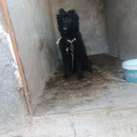 سگ‌قهدر‌جونی