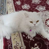 گربه پرشین فقط ۵ تومن|گربه|مهاجران, |دیوار