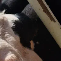 گوساله پای کل