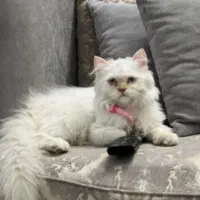 واگذاری گربه  اسکاتیش  پرشین ۴ماهه|گربه|مشهد, الهیه|دیوار