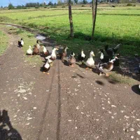 اردک نر وماده