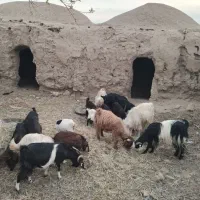 ۱۶ راس بز و بزغاله