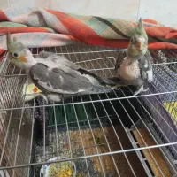 پیراهن تیشرت. جوجه عروس هلندی  سرلاکی