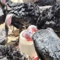 تخم نطفه دار بوقلمون برنز