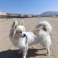 سگ پامر|سگ|یاسوج, |دیوار