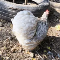 تخم کوشین|حیوانات مزرعه|رشت, جانبازان|دیوار