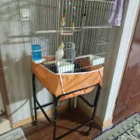 عروس هلندی نر و ماده با قفس و پایه  مولد