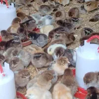 فروش جوجه گلپایگانی ۴روزه