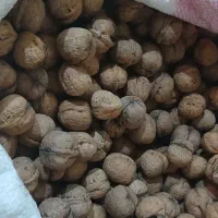 گردو|خوردنی و آشامیدنی|کوهسار (البرز), |دیوار