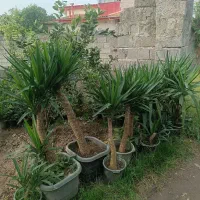 گل یوکا سطل ده تا سطل 40