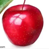 خرید سیب درختی