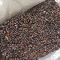 کشمش افتابی کاشمر