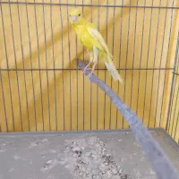 قناری نر|پرنده|ملایر, |دیوار