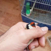 سهره|پرنده|تبریز, |دیوار