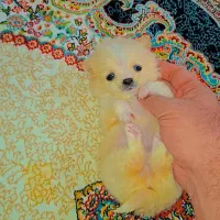 پامر خرسی عروسکی|سگ|رشت, دیانتی|دیوار