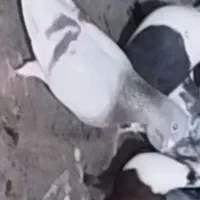 اوقون ماده