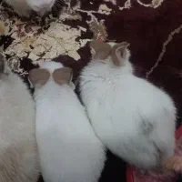 خرگوش...|موش و خرگوش|اهواز, شهرک رزمندگان|دیوار