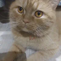 گربه پیدا شده|گربه|تبریز, |دیوار