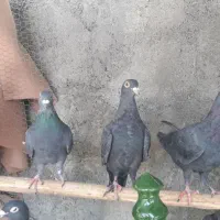 کبوتر پلاکی