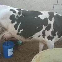 گاو زاییده شیری وچرم شیر با گوساله|حیوانات مزرعه|هیرمند, |دیوار