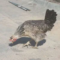 مرغ بومی تخم گذار ۲ ساله|پرنده|اصفهان, سپاهانشهر|دیوار