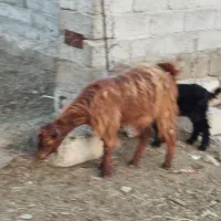 دوعد بز یک ساله جوان