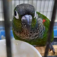 مولد طوطی گرینچیک