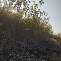 پک صنوبر تضمینی و نهال اصالت دار