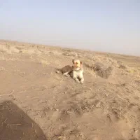 سگ گمشده گم شودهرکی دیدخبربد