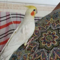 عروس هلندی