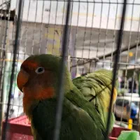 طوطی برزیلی|پرنده|پلنگ آباد, |دیوار