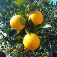 پرتغال محلی آبدار|خوردنی و آشامیدنی|رشت, کوی بیانی|دیوار