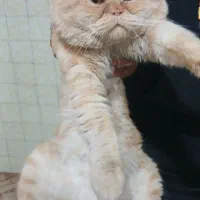 گربه اسکاتیش