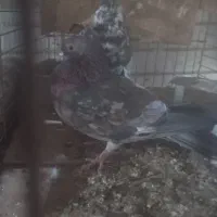 کبوتر|پرنده|بندرعباس, |دیوار