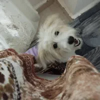 سگ خانگی شیتزو اصل|سگ|ارومیه, |دیوار