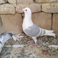 کفتر کویتی خط سفید|پرنده|کاشمر, |دیوار