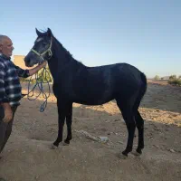 اسب مادیان کرد.|اسب و تجهیزات اسبسواری|مبارکه, |دیوار