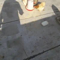 مرغ وخروس کوشین