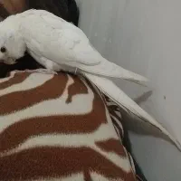 جوجه عروس دستی  نرماده موجود