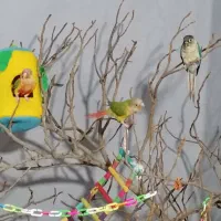 طوطی گرینچیک|پرنده|کازرون, |دیوار