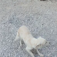 سگ پاسی خانگی|سگ|لردگان, |دیوار