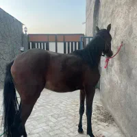 کره‌ نریان عرب کورسی