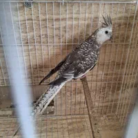 عروس هلند ماده وایت ایزابلا