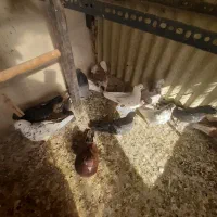 کبوتر پرشی|پرنده|تهران, بیسیم|دیوار