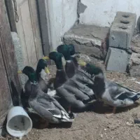 تعداد 6 عدد اردک کله سبز نر سنگین وزن درشت