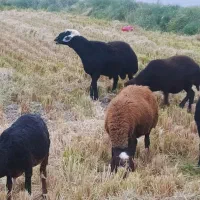 قوچ موسیمی شیشک