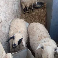 فروش گوساله ماده سرحال وگوسفند|حیوانات مزرعه|زرند, |دیوار