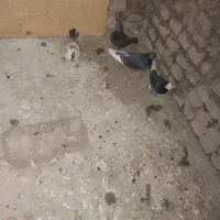 سالم بشرت پرشت